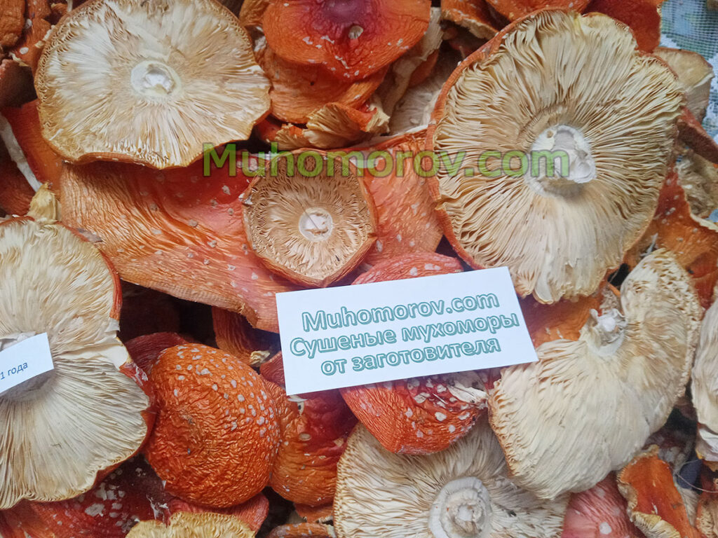 Шляпки мухомора для микродозинга по низкой цене