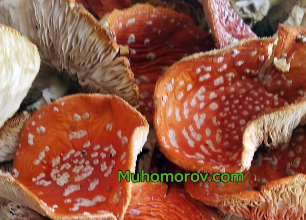 Сушеные шляпки красных мухоморов 20 гр. — изображение 4
