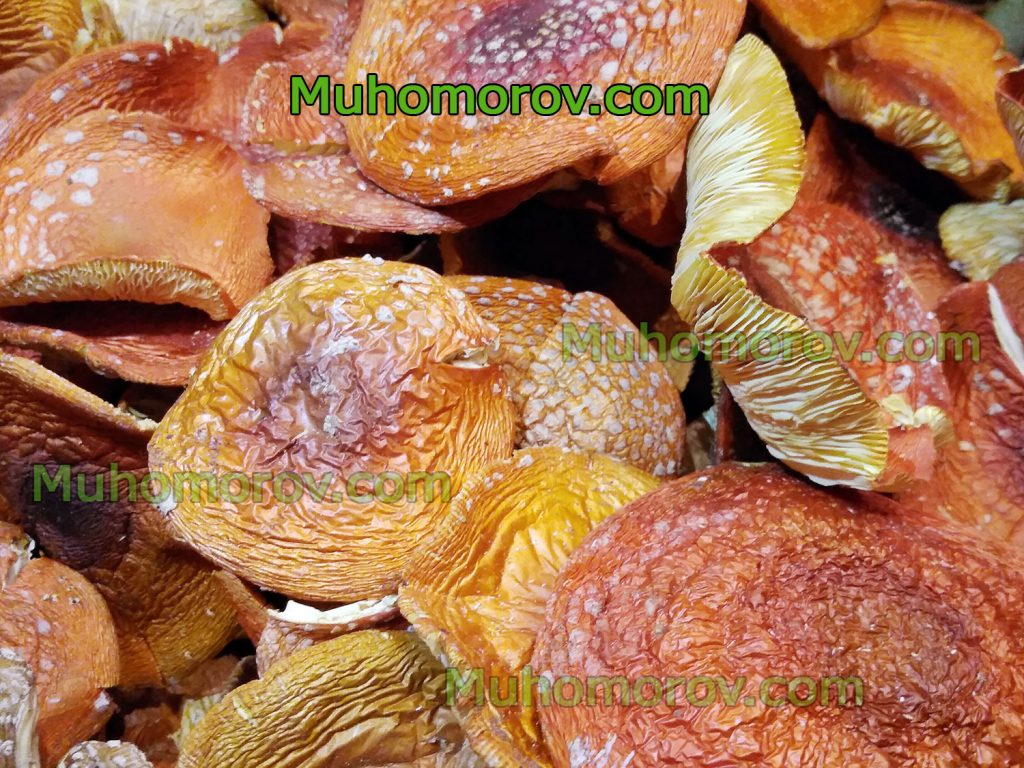 Шляпки мухомора сушеные Amanita muscaria
