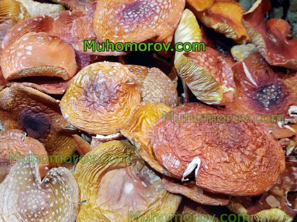 Сушеный мухомор Amanita muscaria