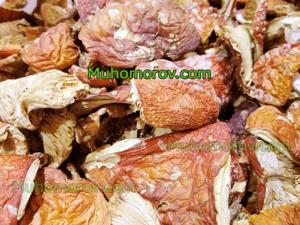 Шляпки мухомора ломаные