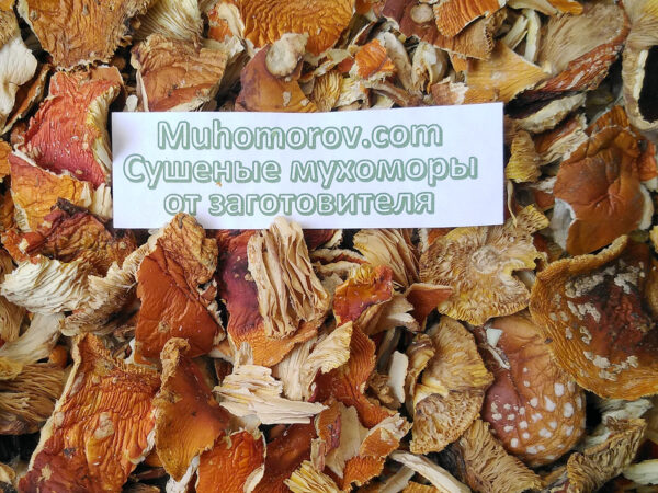 Ломаные шляпки мухомора купить