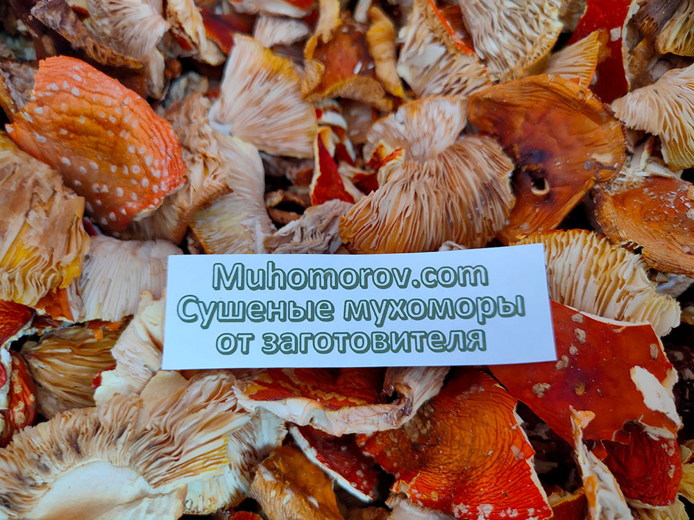 Купить шляпки мухомора ломаные