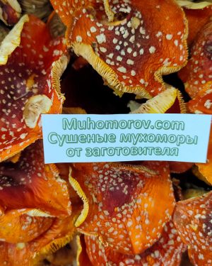 Мухоморы по низкой цене, отличная сушка