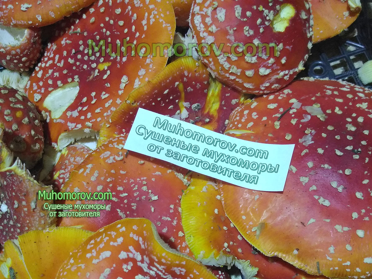 Шляпки мухомора, сушеные, продажа от заготовителя