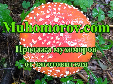 Контакты Интернет-магазина мухоморов - Muhomorov.com