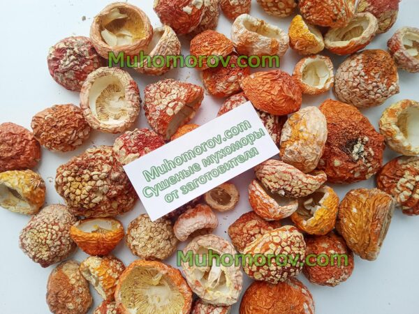 Продажа мухоморов с нераскрытой шляпкой