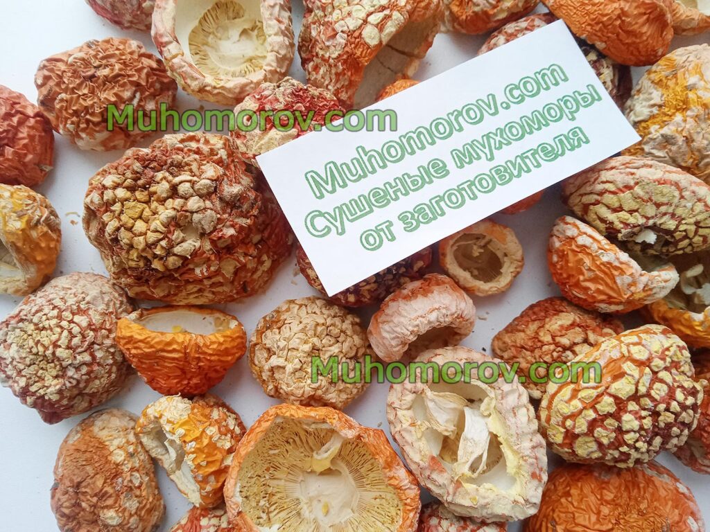 Купить мухоморы с нераскрытой шляпкой