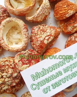 Мухоморы с нераскрытой шляпкой купить, мухоморы сушеные с закрытой шляпкой купить