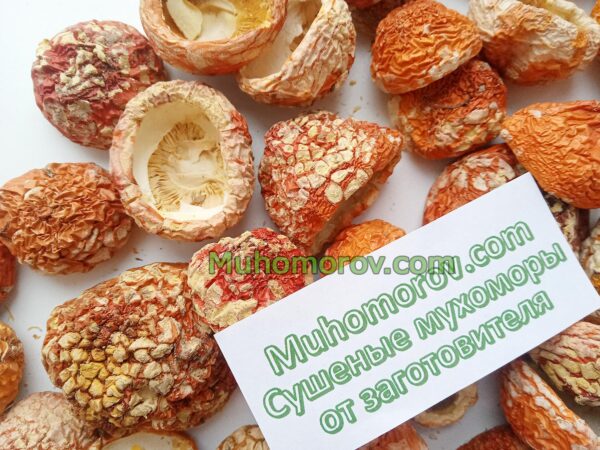 Мухоморы с нераскрытой шляпкой купить, мухоморы сушеные с закрытой шляпкой купить
