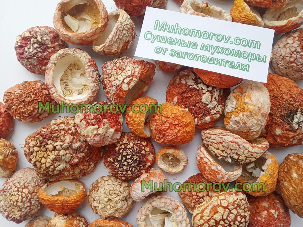 Купить молодые мухоморы с закрытой шляпкой, мухомор сушеный с нераскрытой шляпкой