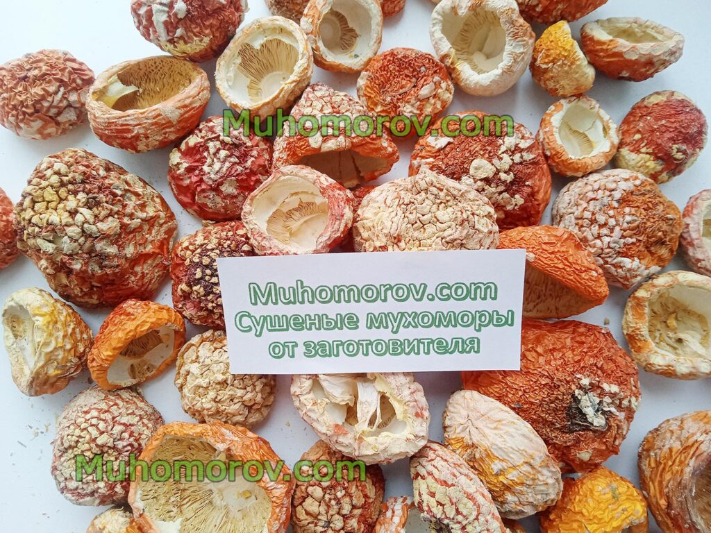 купить мухоморы с нераскрытой шляпкой, купить мухоморы с закрытой шляпкой