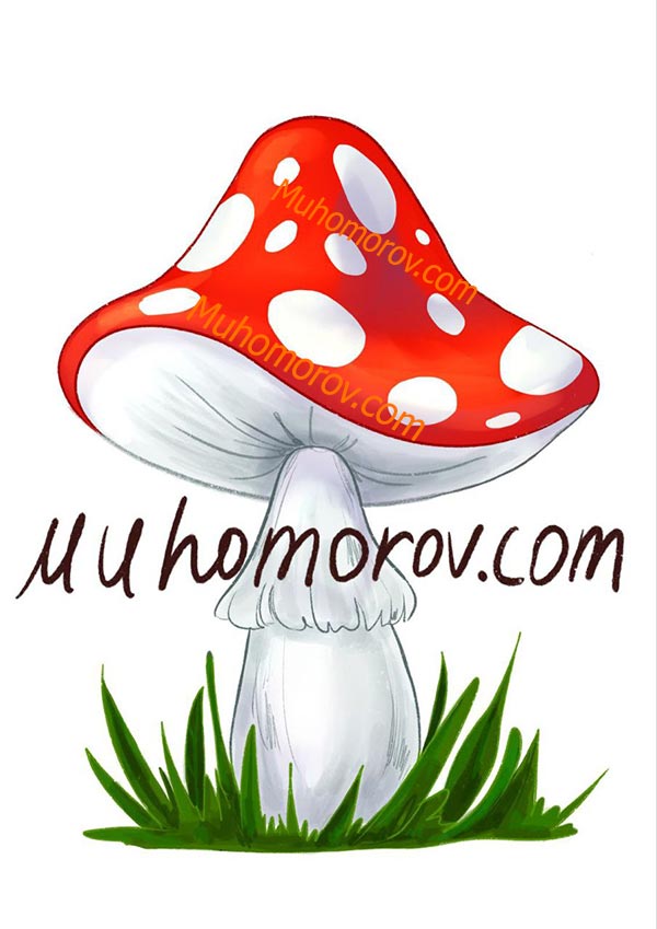 Muhomorov.com - Интернет-магазин сушеных мухоморов от заготовителя