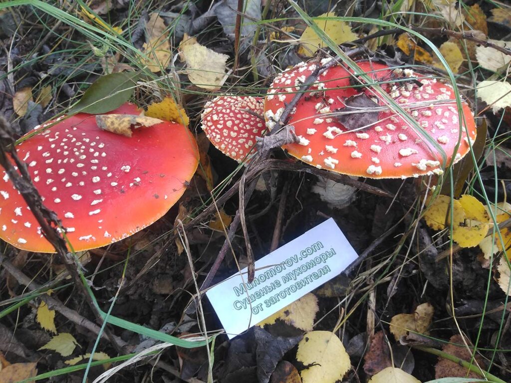 Купить мухоморы сушеные