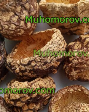 Купить мухомор королевский Amanita Regalis с доставкой по России