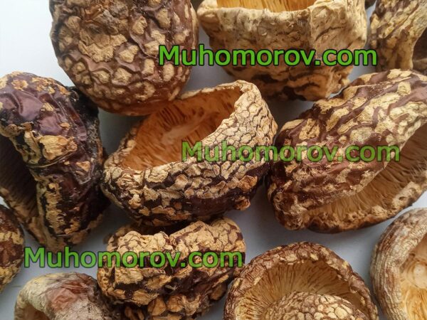 Купить мухомор королевский Amanita Regalis с доставкой по России