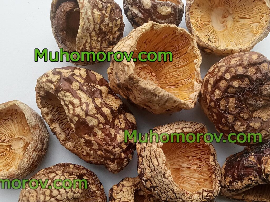 Мухомор королевский Amanita Regalis с доставкой по России